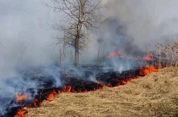 Пожароопасный сезон установлен в лесах Челябинской области с 5 апреля.